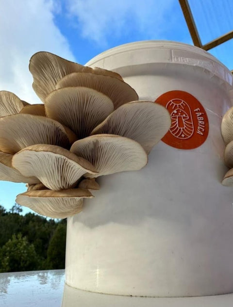 Hongos Ostra Frescos