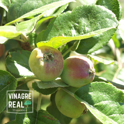 Vinagre Real