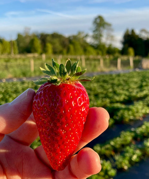 Frutillas Agroecológicas