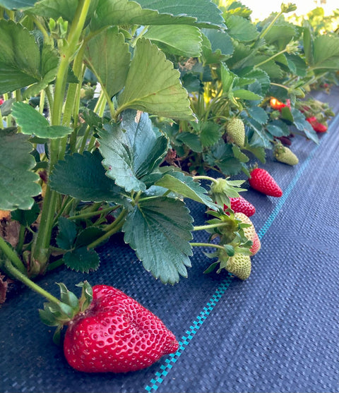 Frutillas Agroecológicas