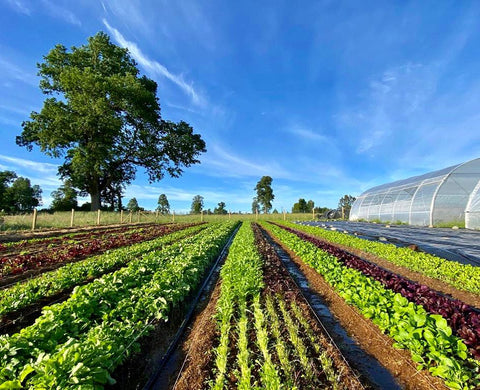 Frutas y Verduras