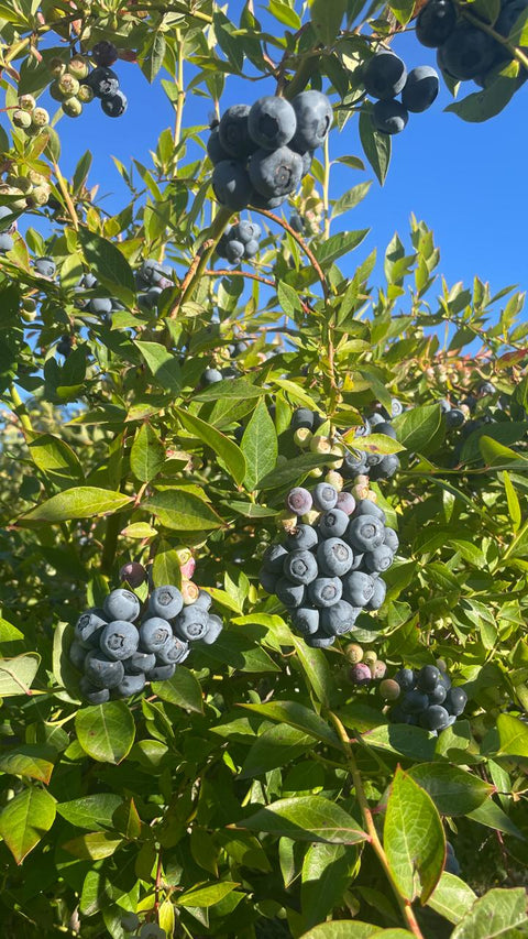Arándanos Agroecológicos (2 Kg.)