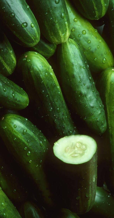 Organic Cucumber 