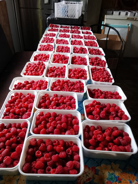 Frambuesas Agroecológicas (600 grs.)